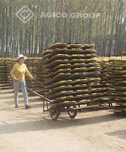 egg tray drying by carts