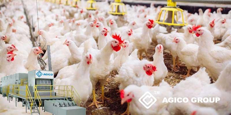 egg tray production in chicken farm